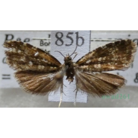 Acleris abietana (Hübner, 1822) Czech85b